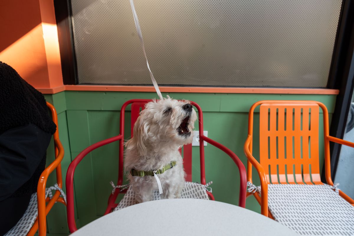 カフェの椅子でくつろぐ愛犬