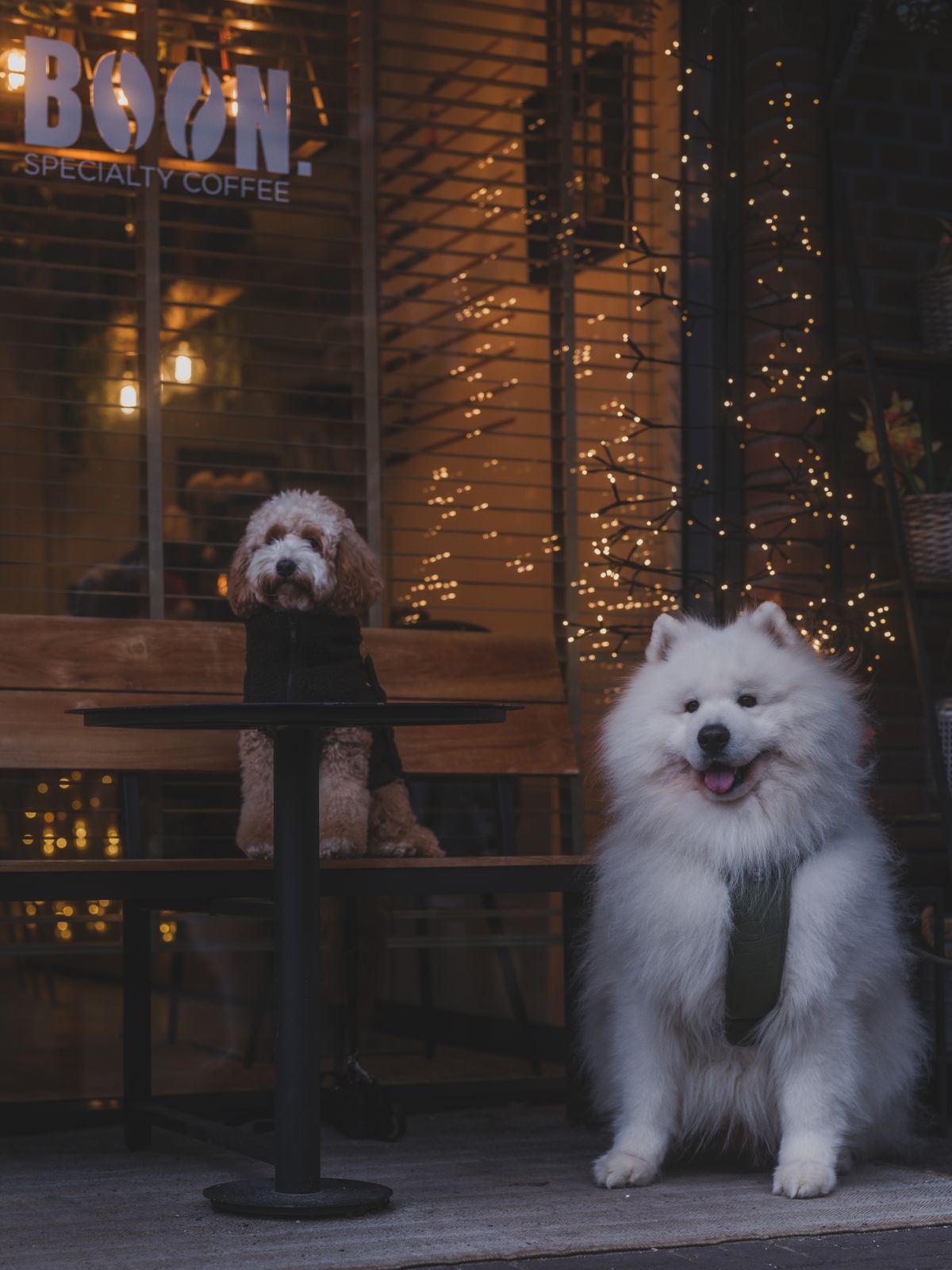 屋外カフェで過ごす2匹の犬