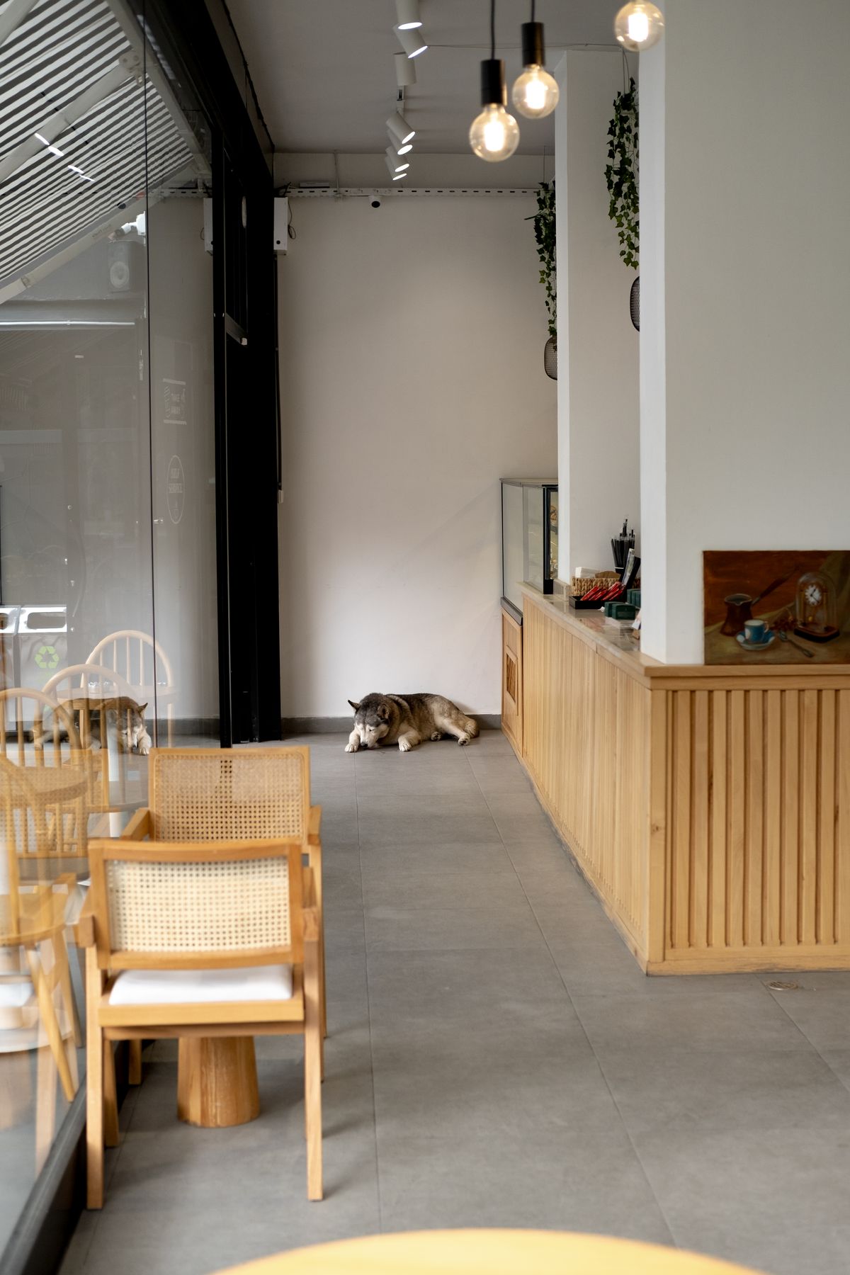店内で眠る愛犬